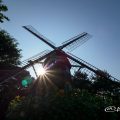 夕景 名城公園 ひまわりと風車2017