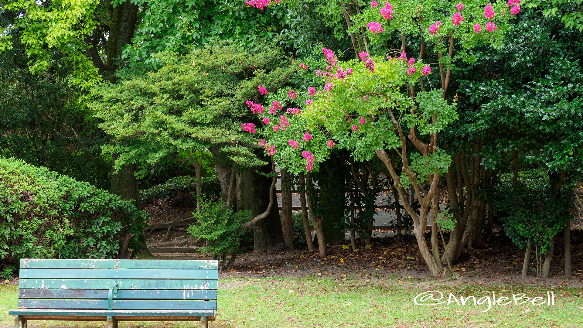 名城公園北園 ベンチと百日紅(サルスベリ)