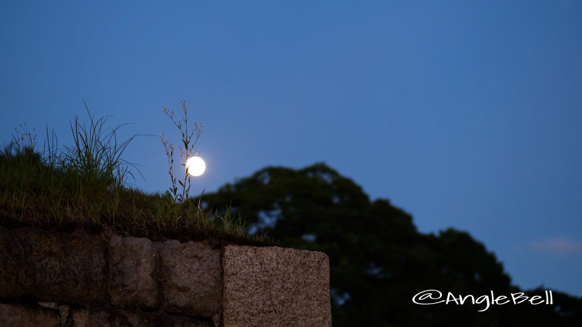 名古屋城 外堀 雑草と月のシルエット