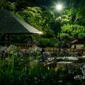 夜景 鶴舞公園 菖蒲池