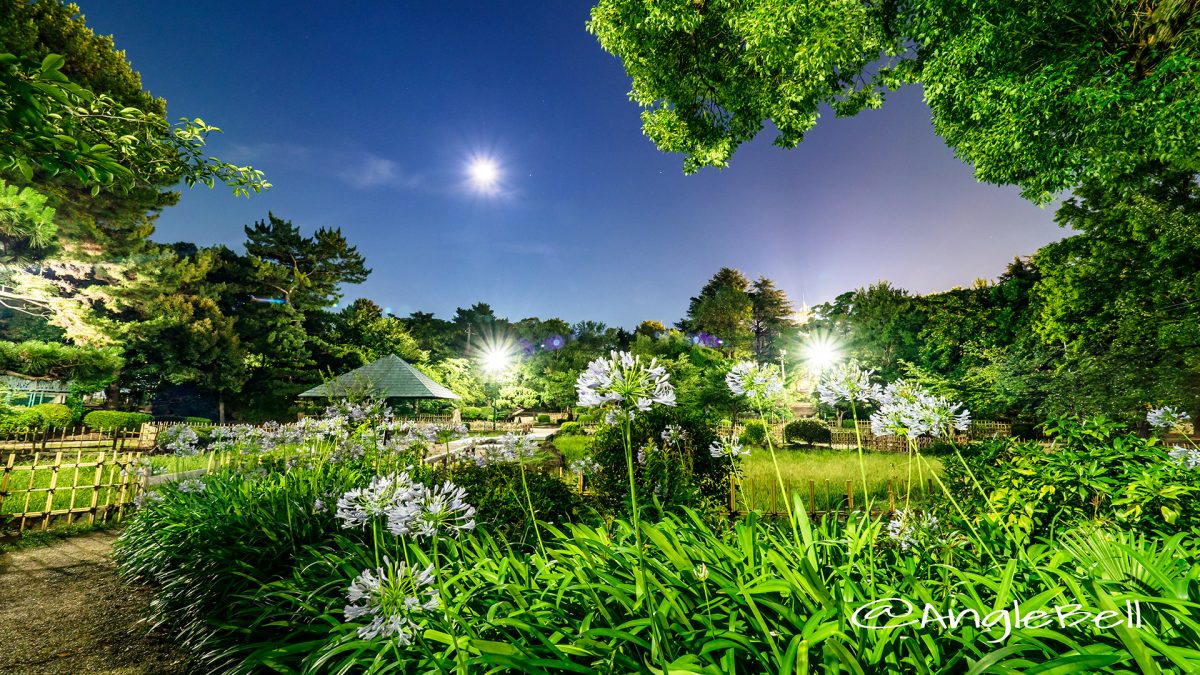 月夜 鶴舞公園 菖蒲池のアガパンサス