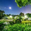 月夜 鶴舞公園 菖蒲池のアガパンサス