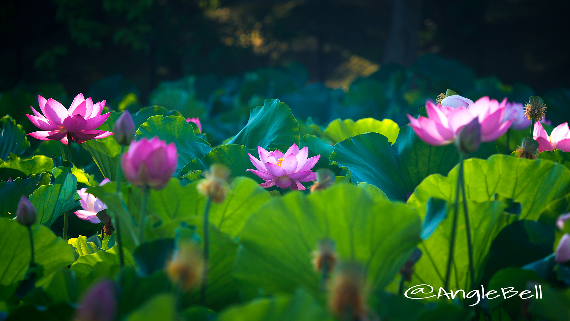 鶴舞公園 胡蝶ケ池 蓮 2017夏