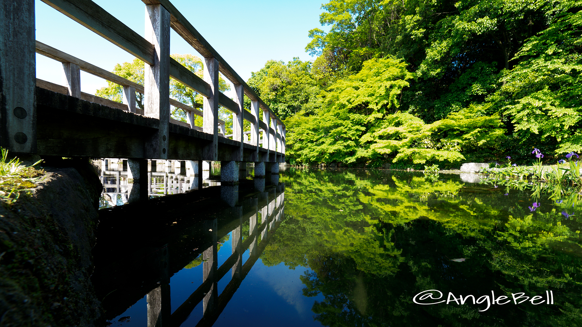 徳川園 西湖堤東側の湖面とカキツバタ