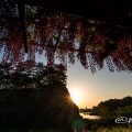 名古屋城 外堀 大津通沿いから見る藤の回廊と夕景