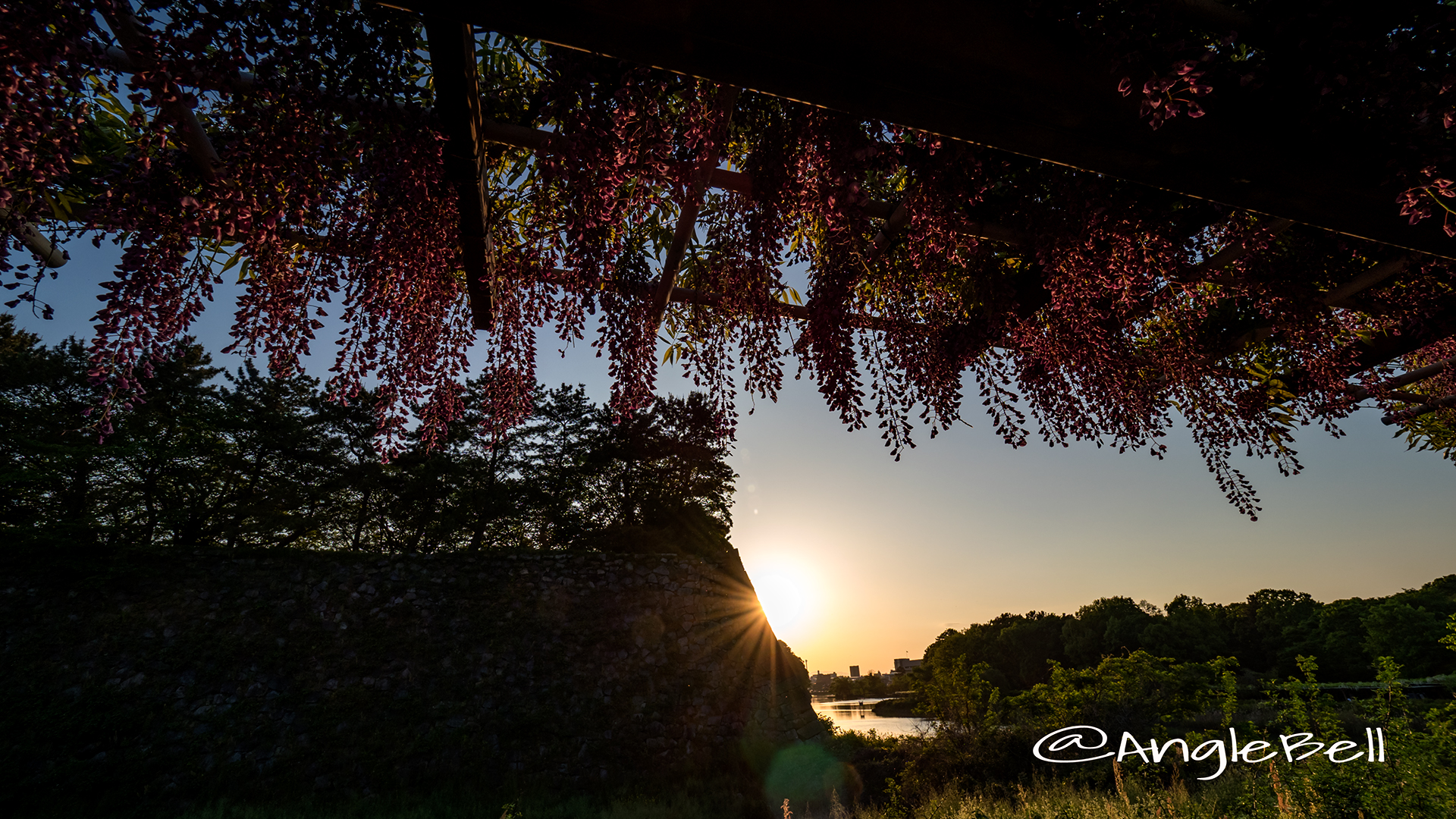 名古屋城 外堀 大津通沿いから見る藤の回廊と夕景