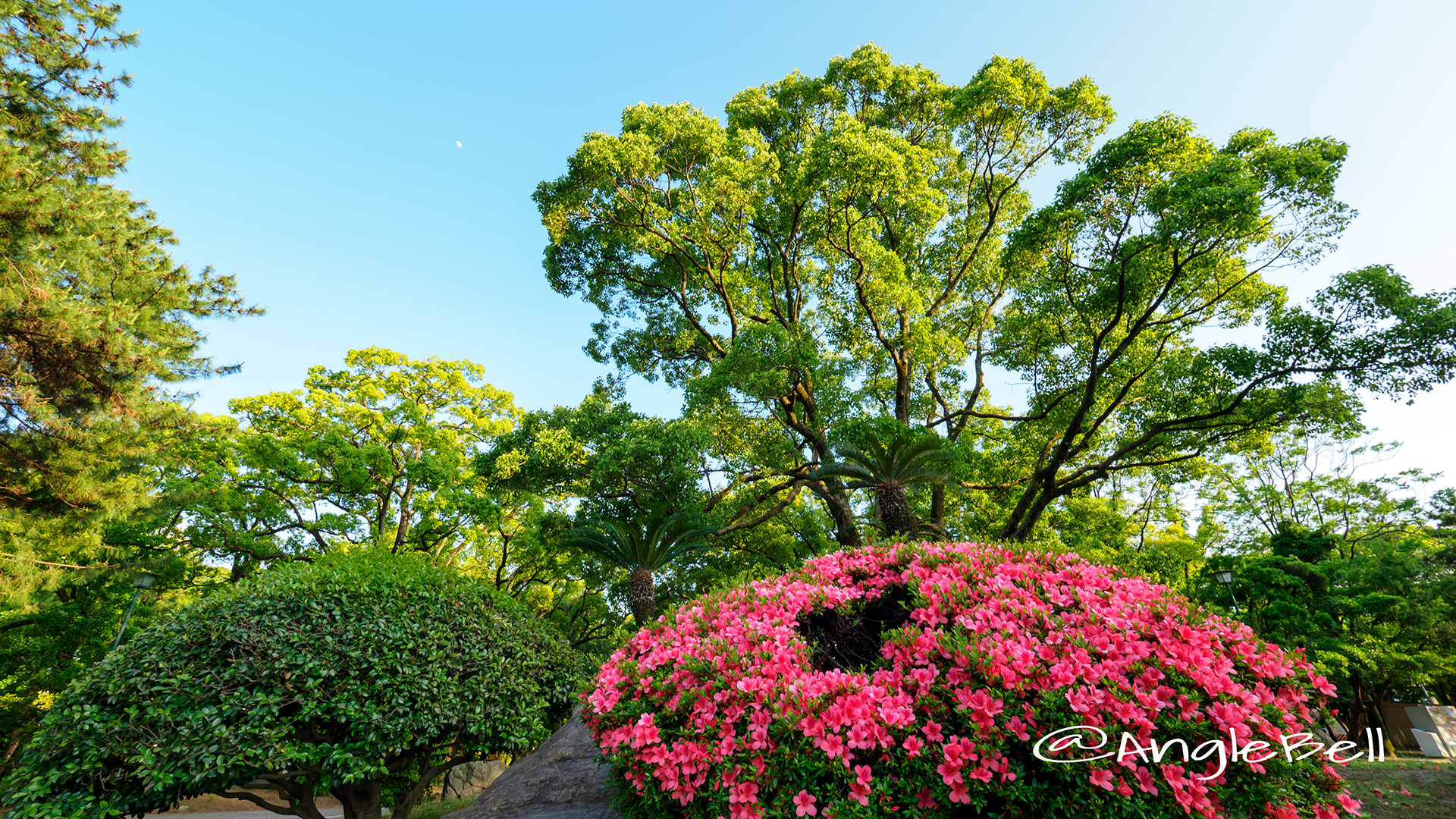 鶴舞公園 サツキと月