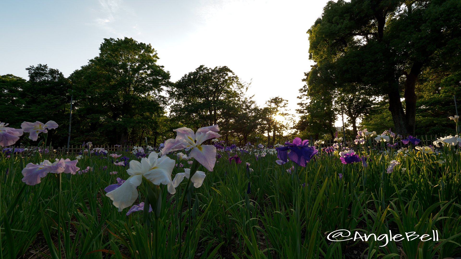 鶴舞公園 花菖蒲