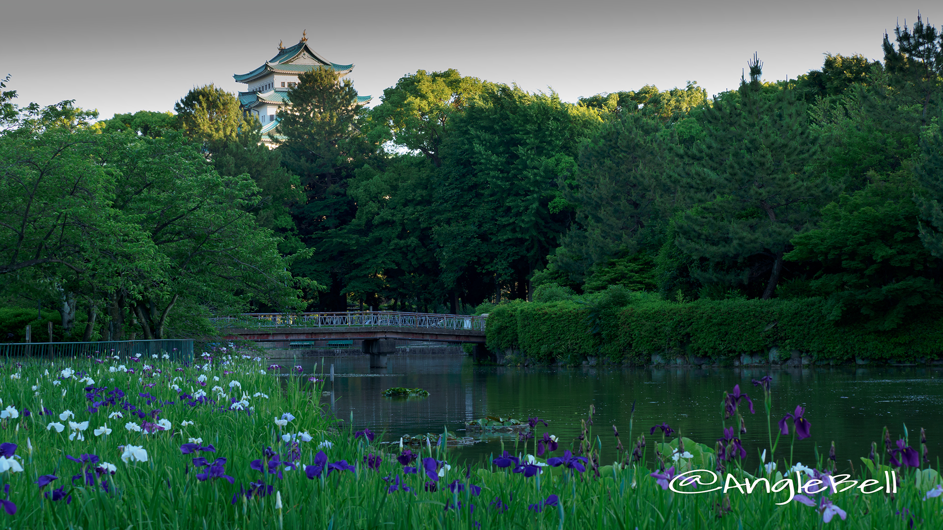 名城公園 ハナショウブ