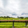 東山動植物園 四季のせせらぎのひまわり July 2017