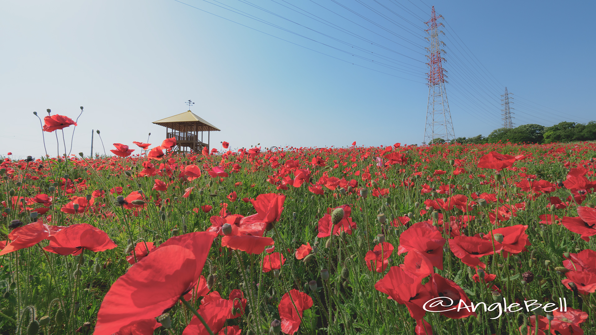 ひなげしのお花畑 愛知牧場