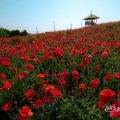 愛知牧場 ヒナゲシのお花畑