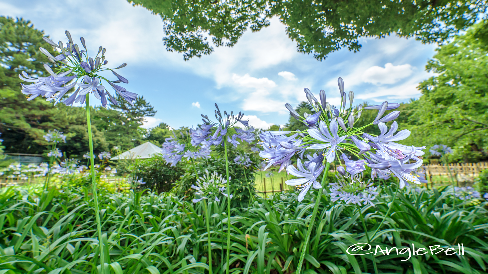 昼 鶴舞公園 菖蒲池のアガパンサス