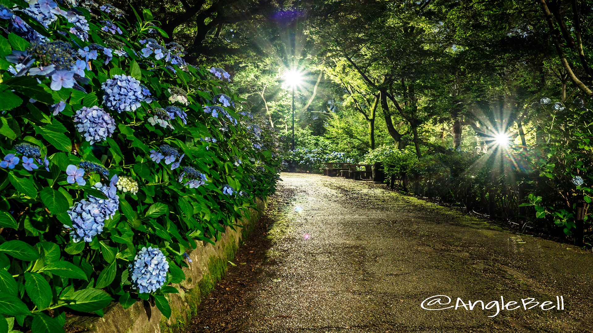 夜景 鶴舞公園 あじさいの散歩道