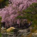 紅枝垂れ 白鳥庭園