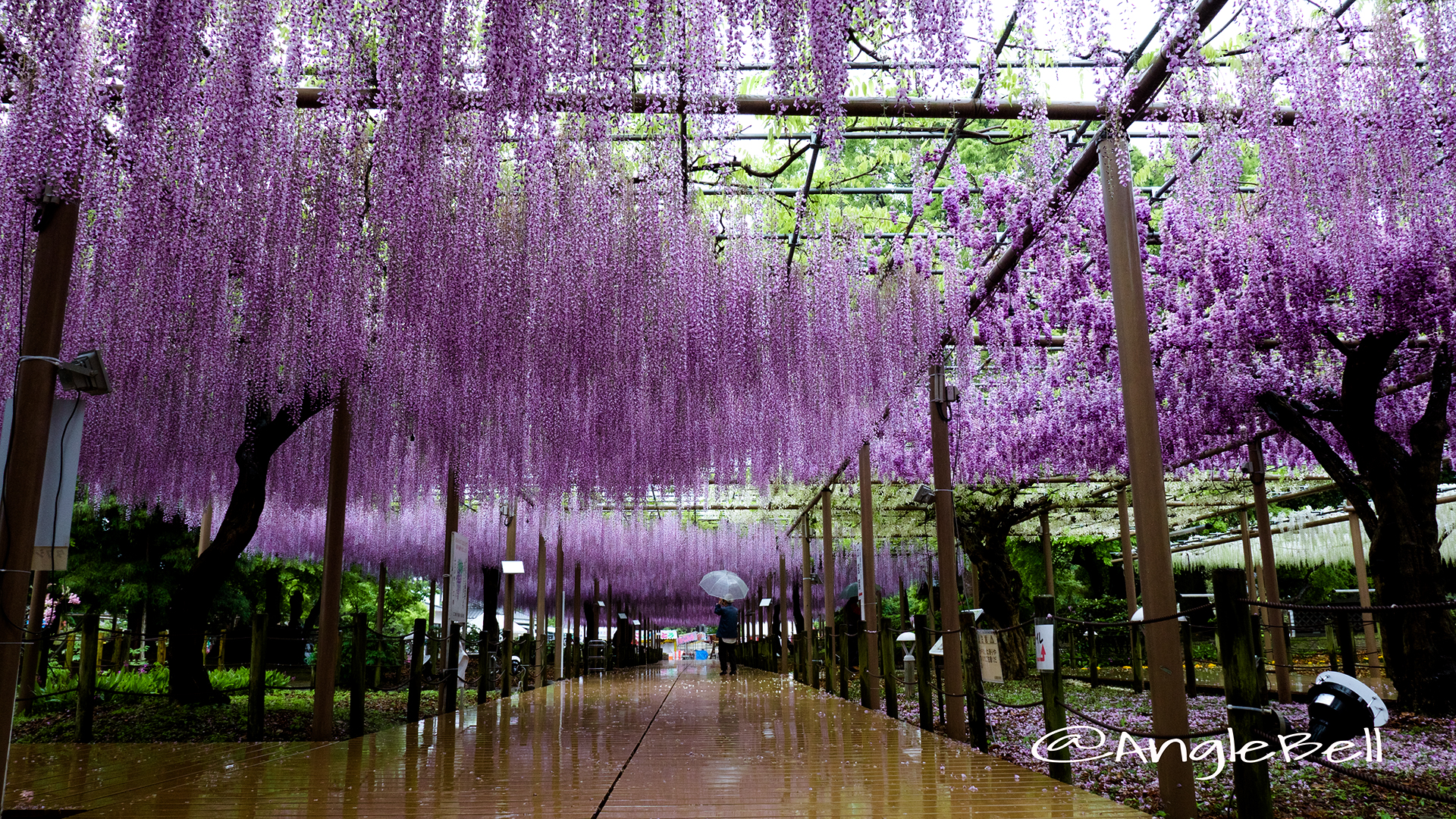 愛知県江南市 曼陀羅寺 藤まつり2016