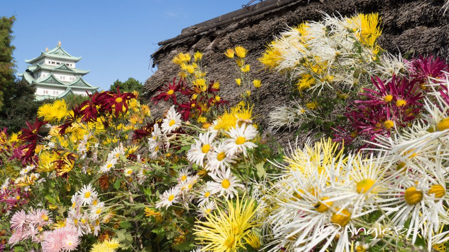 名古屋城 菊花大会2016