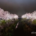 山崎川四季の道「桜」ライトアップ2016