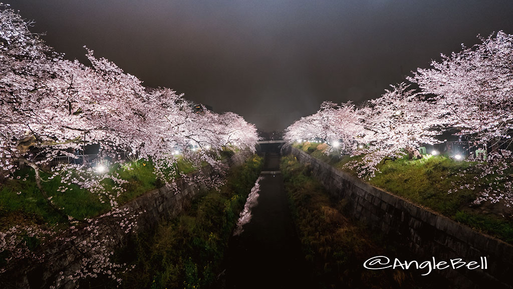 山崎川四季の道「桜」ライトアップ2016