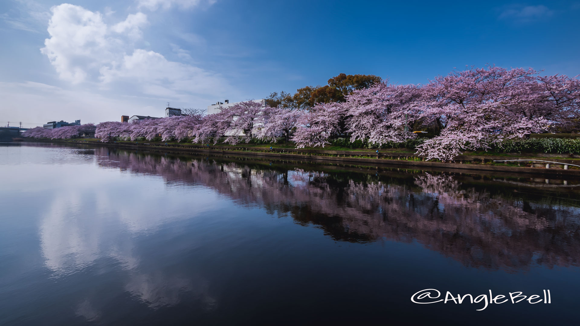荒子川公園 桜2016
