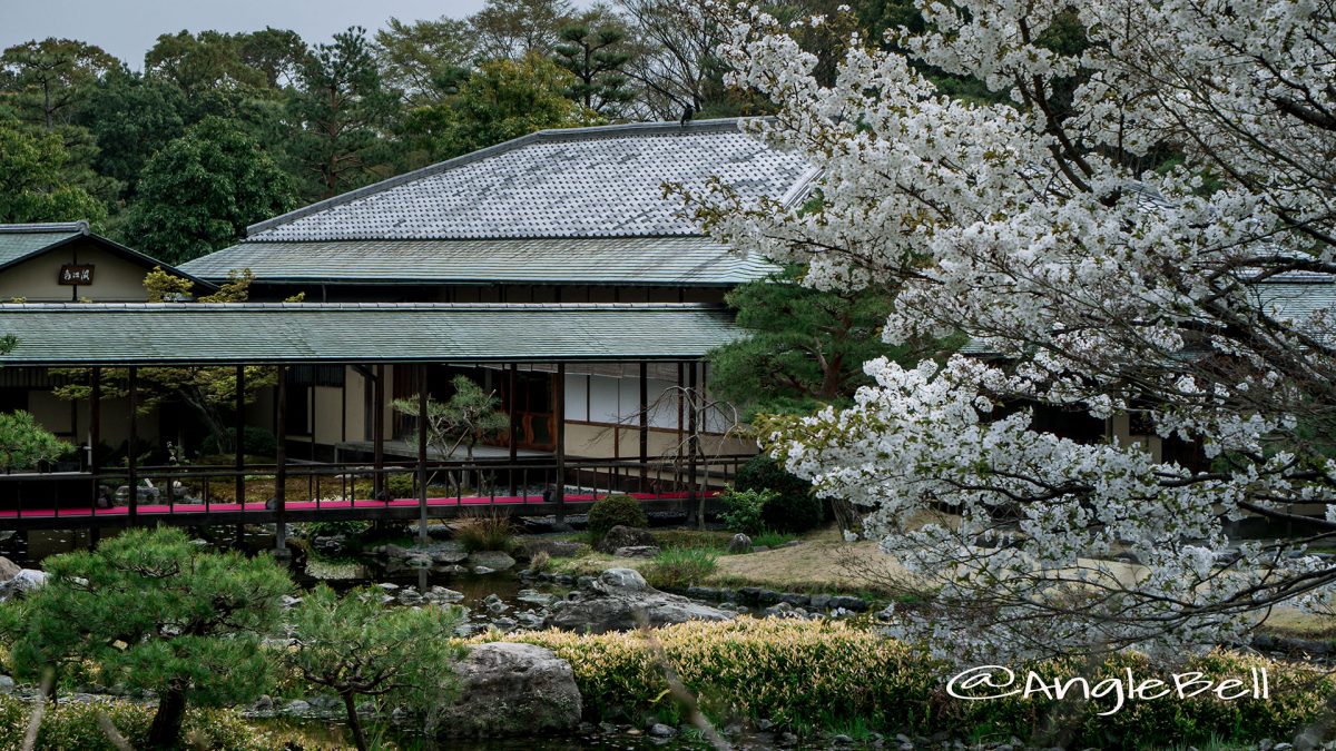 白鳥庭園 茶室 清羽亭と桜