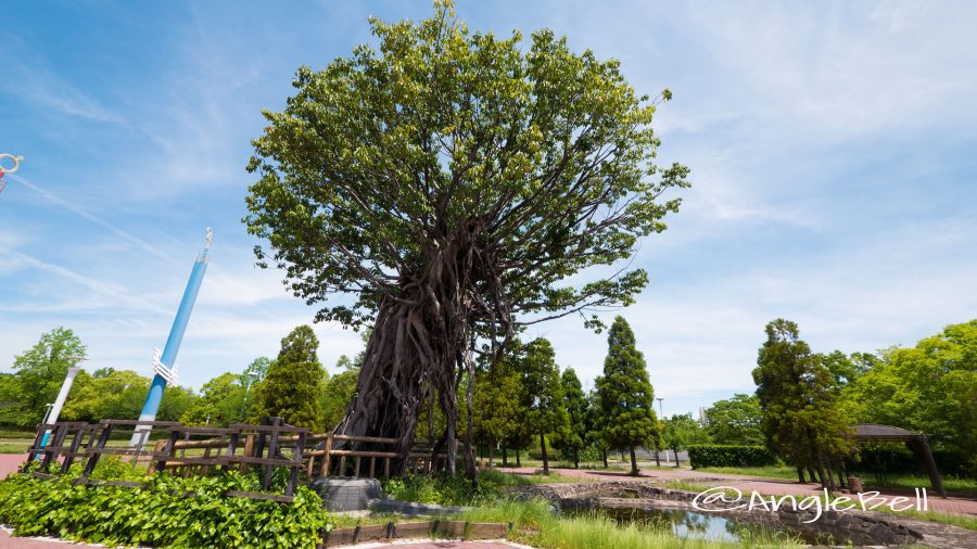 白鳥公園 オアシス広場 アコウの木