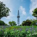 名古屋テレビ塔と花