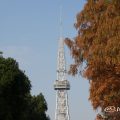 メタセコイアと名古屋テレビ塔