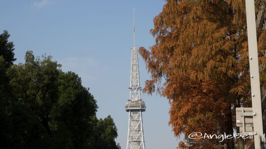 メタセコイアと名古屋テレビ塔