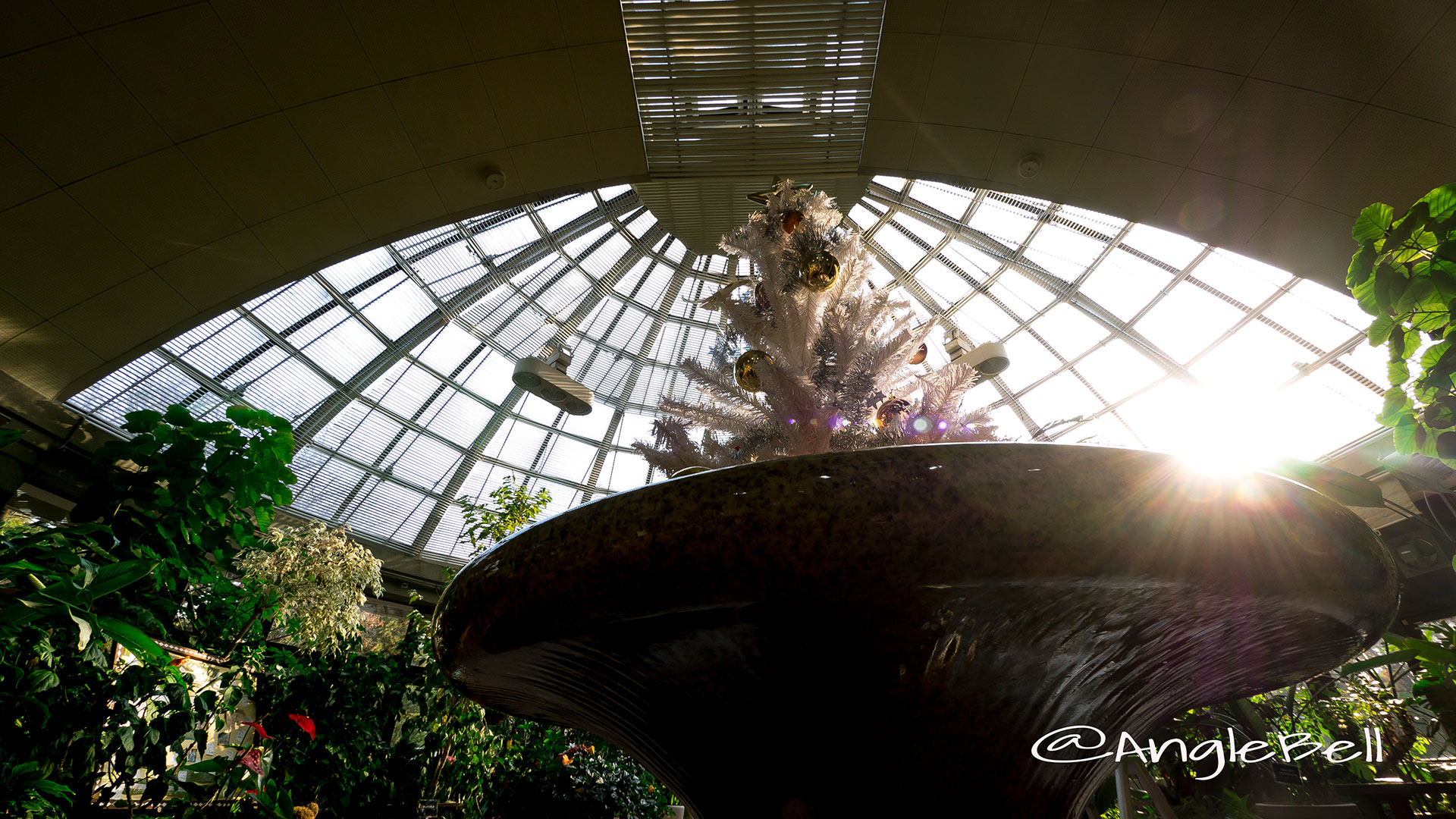 名城公園 フラワープラザ噴水とクリスマスツリー2016