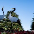 二羽の鶴と ヒマラヤスギツリー2016