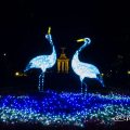 鶴舞公園 正面花壇の二羽の鶴 ライトアップ2016