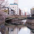 納屋橋と堀川沿いの四季桜 冬