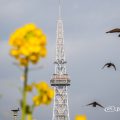 昼下がり名古屋テレビ塔