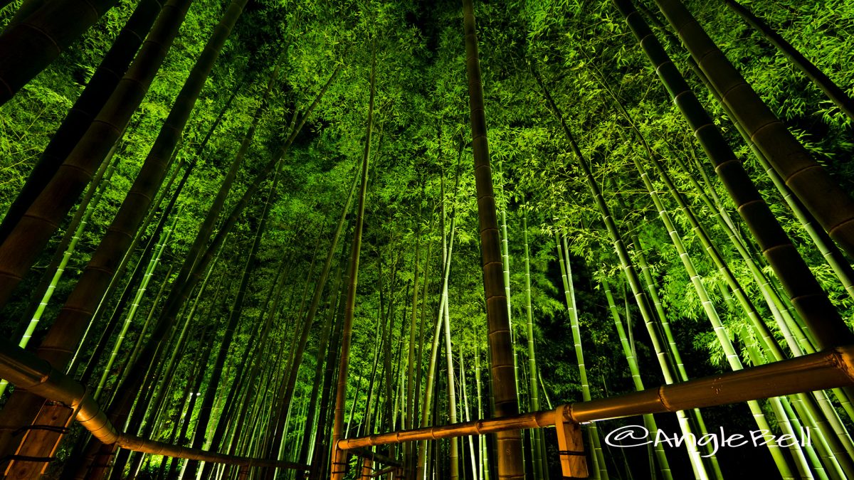 白鳥庭園 竹林「モウソウチク」のライトアップ