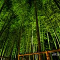 白鳥庭園 竹林「モウソウチク」のライトアップ