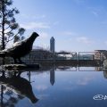 鳩の像と東山スカイタワー