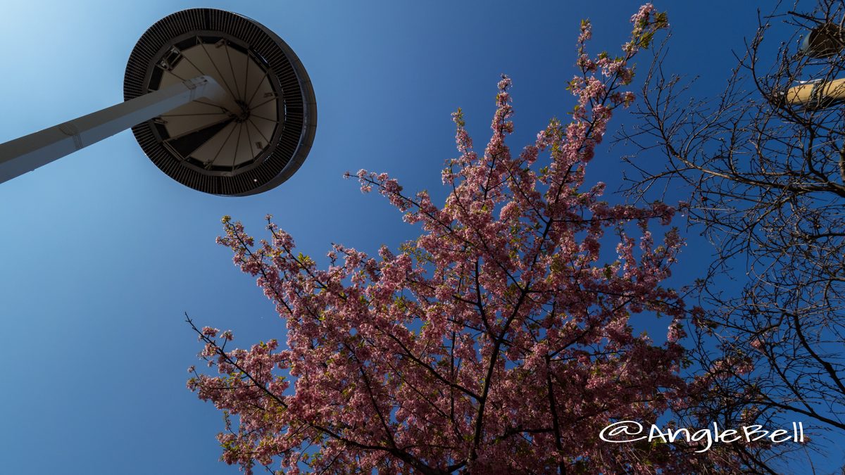 河津桜 アイランド富士