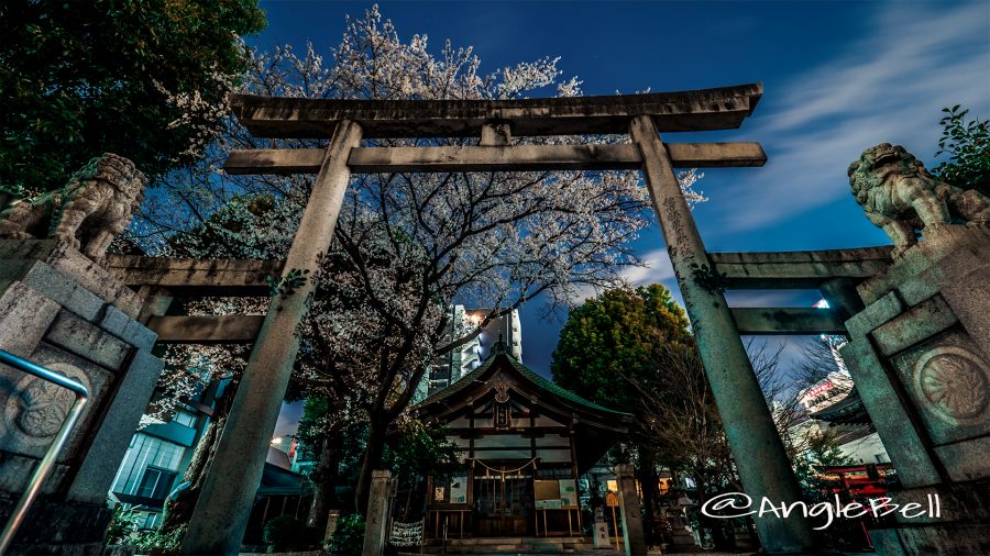 三ツ鳥居 大須 三輪神社の淡墨桜(夜桜)