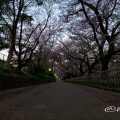 早朝 名古屋城 西之丸大手 外庭の遊歩道と桜