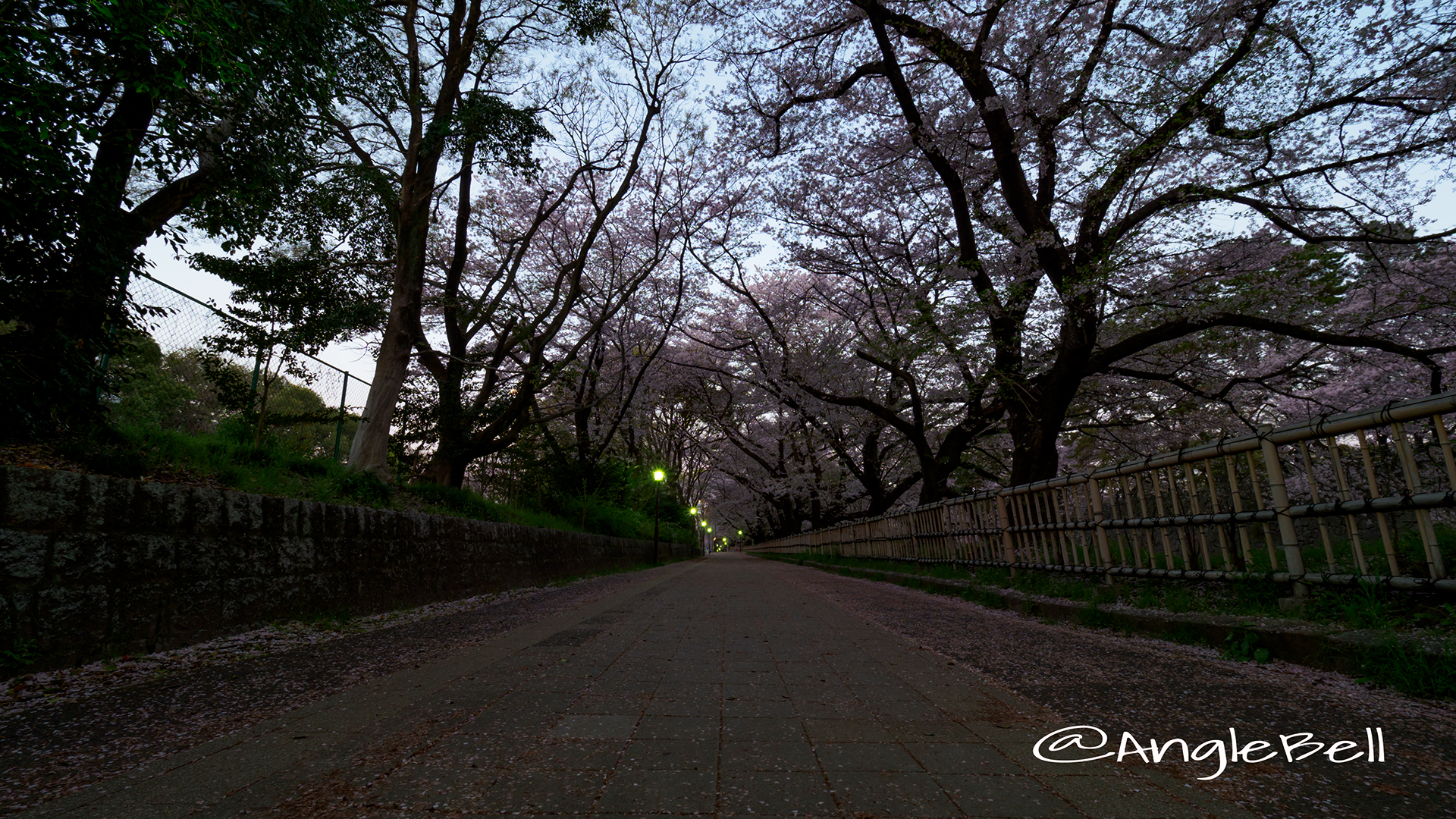 早朝 名古屋城 西之丸大手 外庭の遊歩道と桜