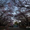 早朝 名古屋城正門の桜