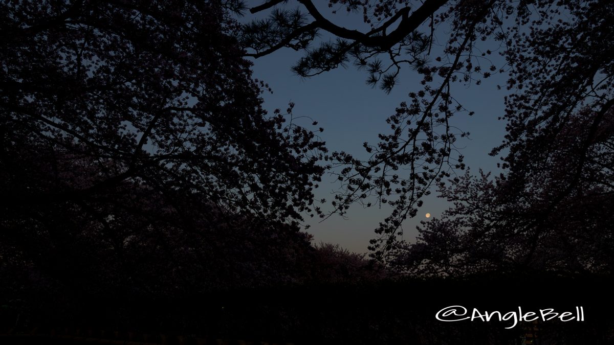 早朝 名古屋城正門側から見る月と桜