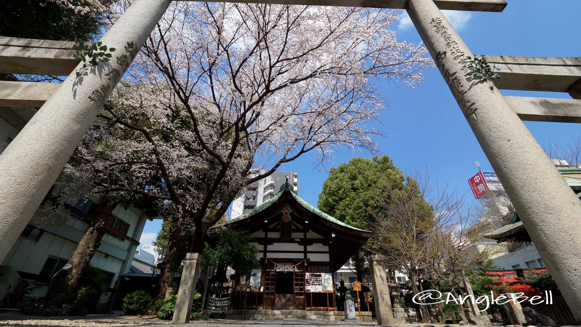 大須 三輪神社の淡墨桜と三ツ鳥居