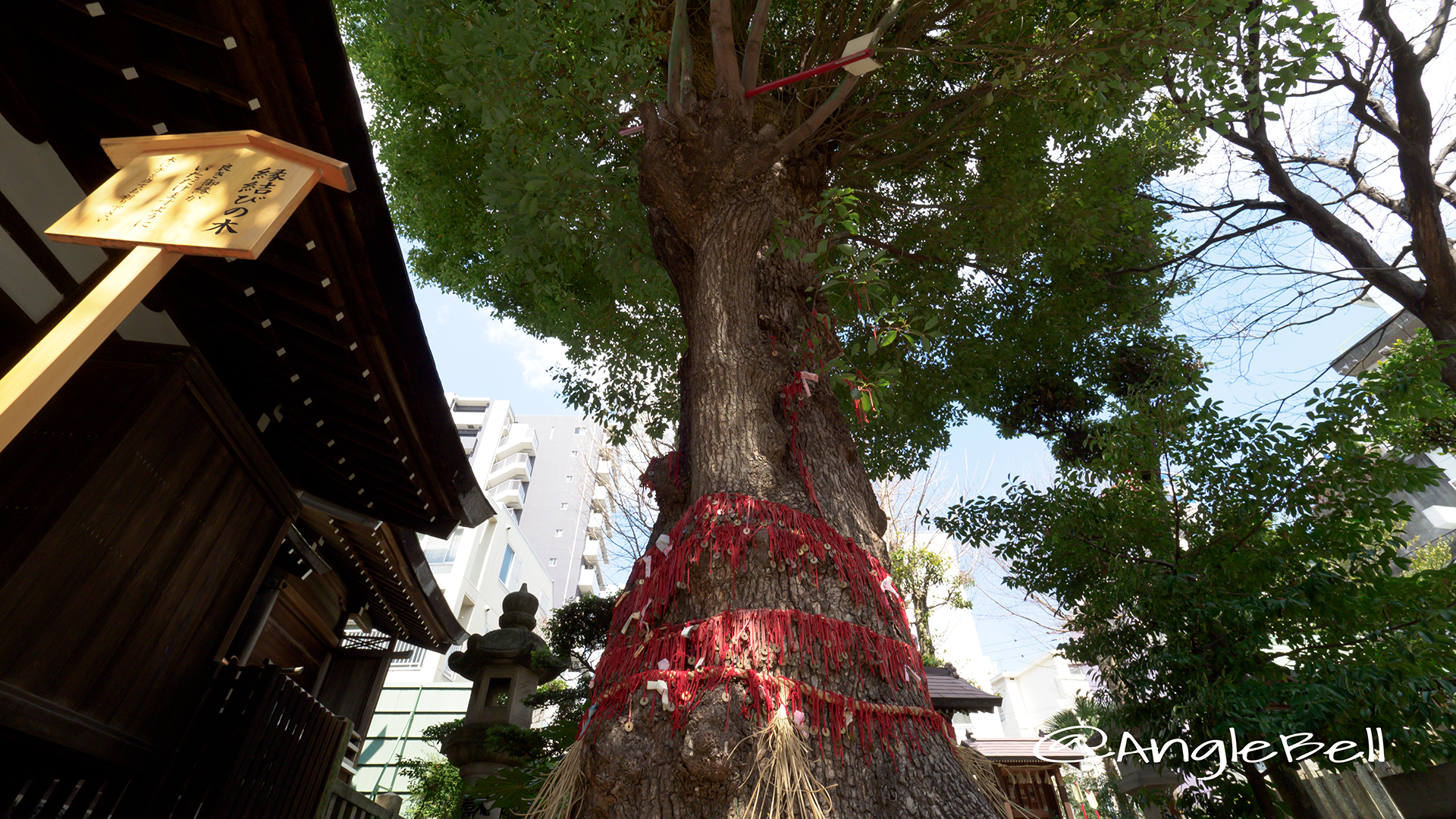 大須 三輪神社 縁結びの木