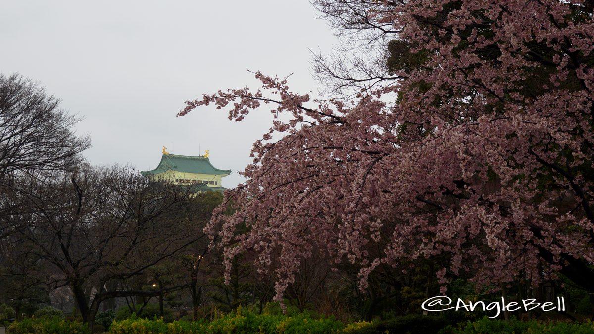 雨の日の大寒桜と名古屋城ライトアップ