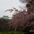 雨の日の大寒桜と名古屋城ライトアップ