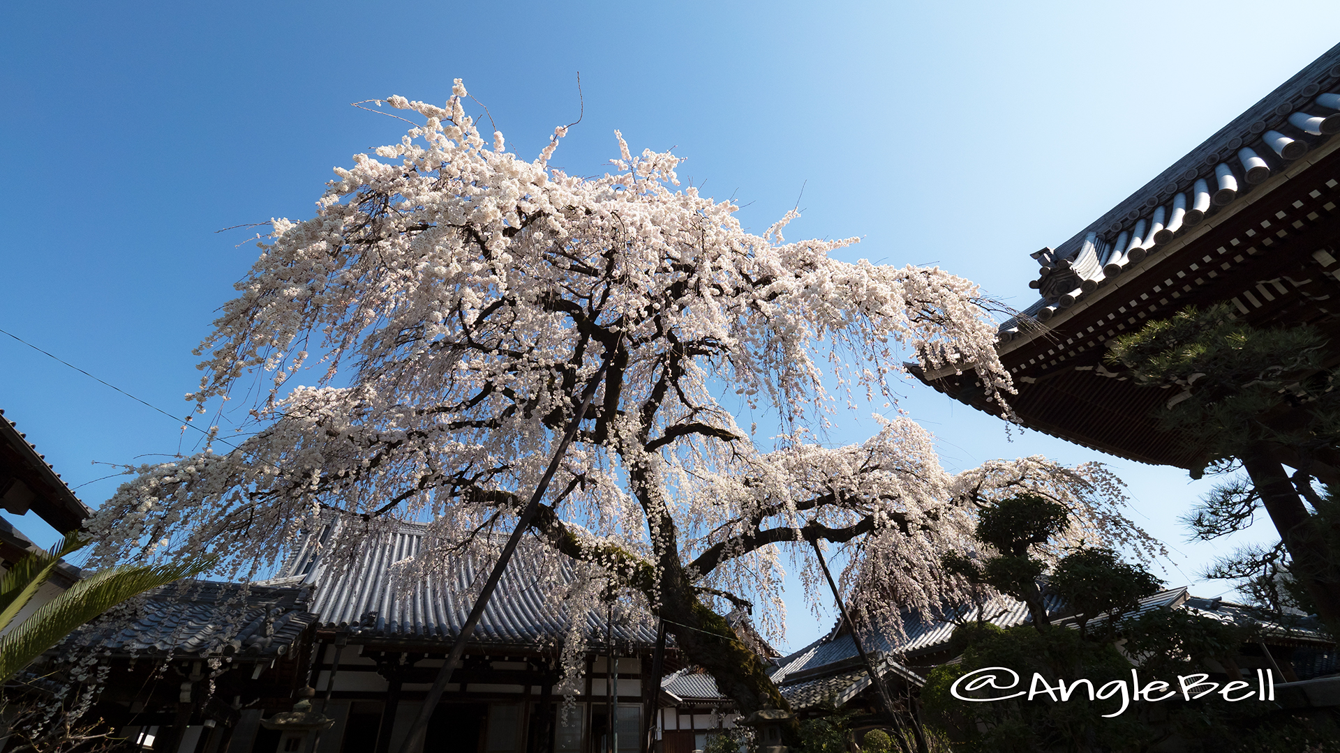 犬山 圓明寺 しだれ桜