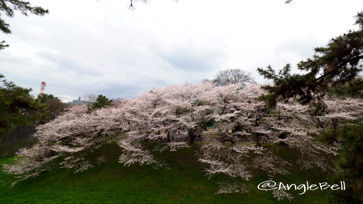 名古屋城 西之丸南から見る桜