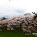 名古屋城 西之丸南から見る桜